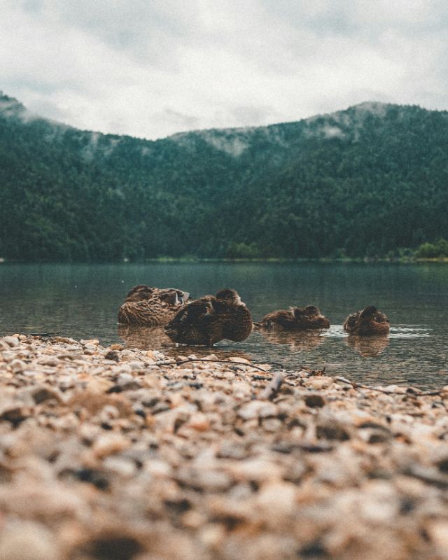 Profilfoto Trachtenverein Heimat- und Trachtenverein s'Alpenröserl Wessobrunn-Haid, Wessobrunn-Haid